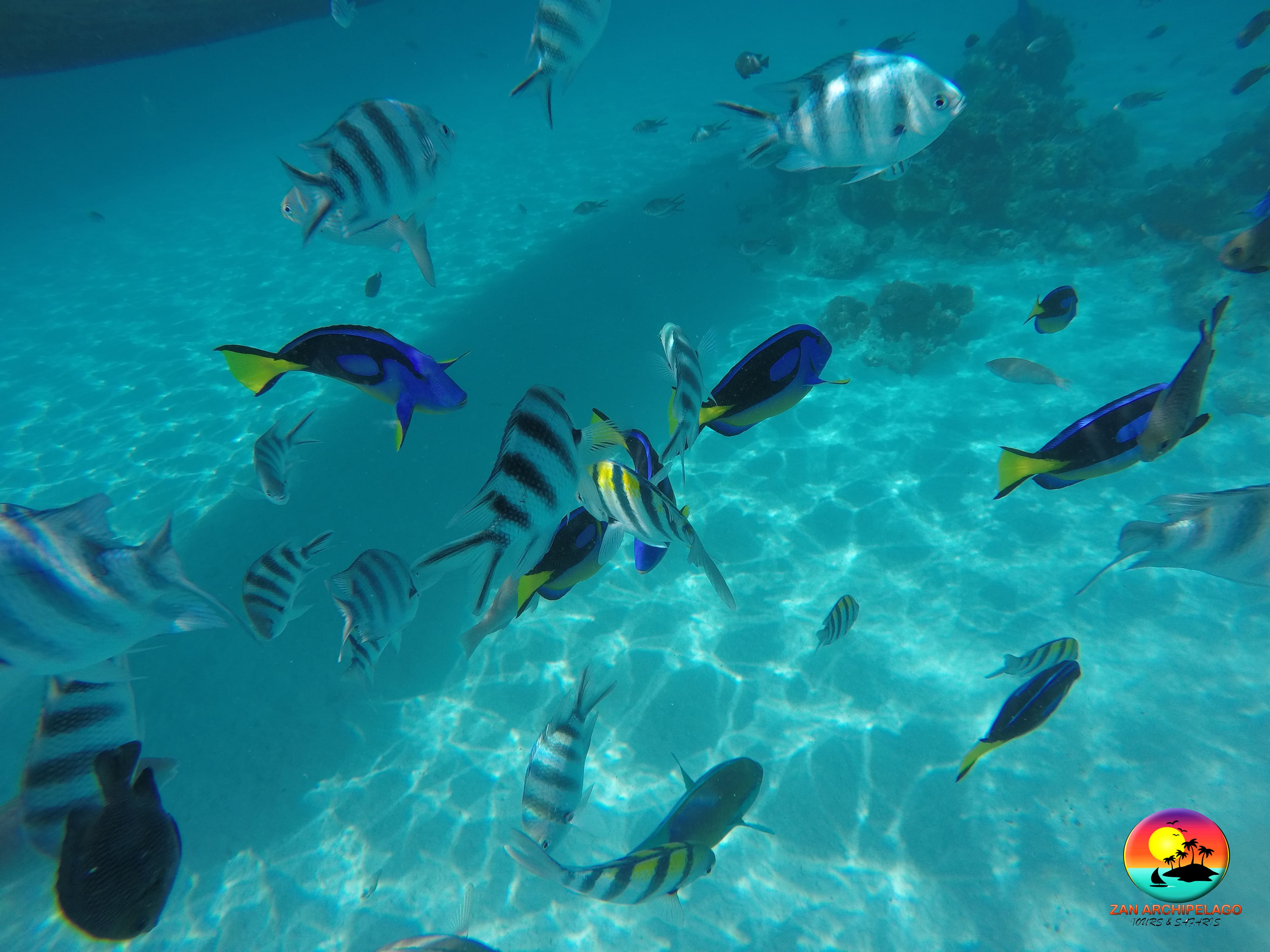 Mnemba Snorkelling Tour