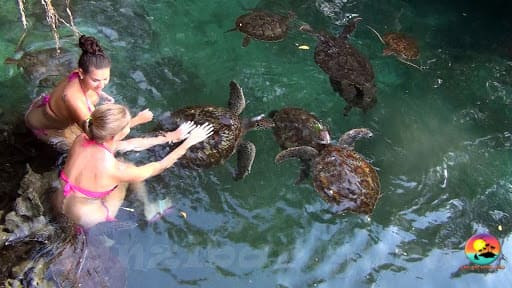 Swim with turtles sanctuary Zanzibar.